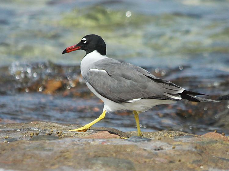 White-eyed gull Surfbirds Online Photo Gallery Search Results