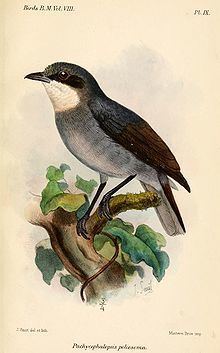 White-eyed robin httpsuploadwikimediaorgwikipediacommonsthu