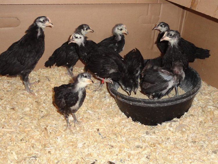 White-faced Black Spanish chicken White Faced Black Spanish from Chick to Adulthood