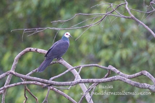 White-faced cuckoo-dove Oriental Bird Club Image Database Whitefaced Dove Turacoena