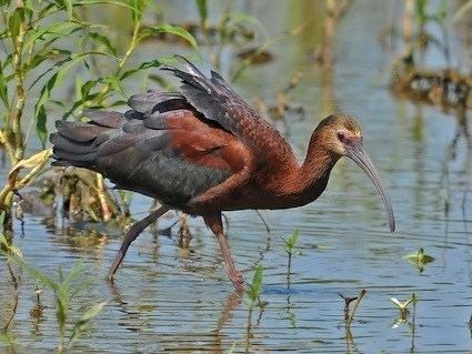 White-faced ibis Whitefaced Ibis Identification All About Birds Cornell Lab of