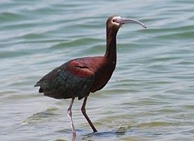 White-faced ibis Whitefaced Ibis Identification All About Birds Cornell Lab of