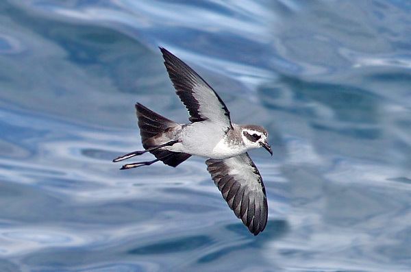 White-faced storm petrel Surfbirds Online Photo Gallery Search Results