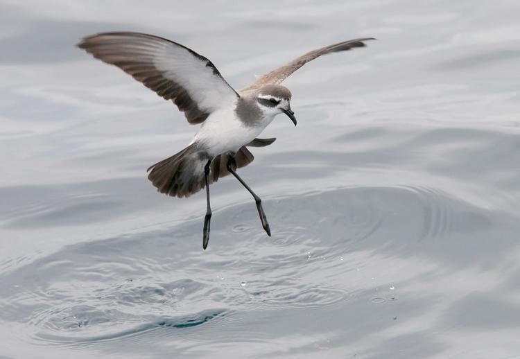 White-faced storm petrel Whitefaced storm petrel New Zealand Birds Online