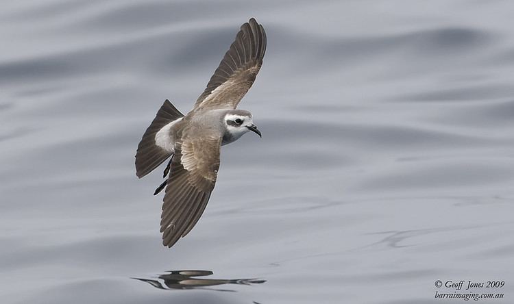 White-faced storm petrel httpsphotossmugmugcomBirdsByCountryBirdsO