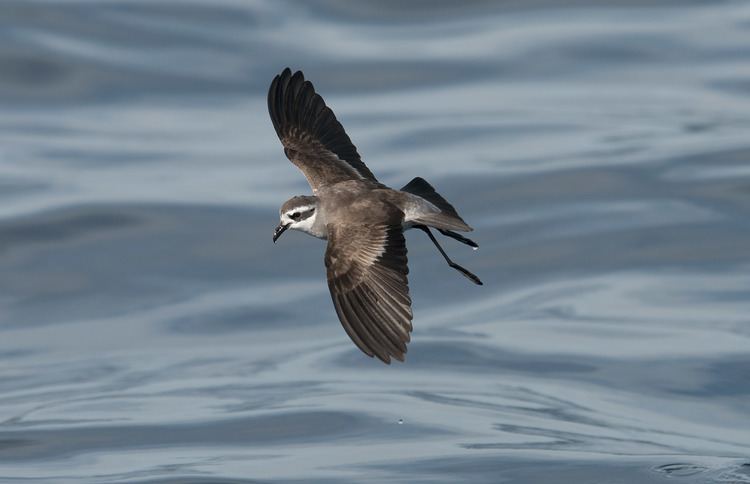 White-faced storm petrel Whitefaced storm petrel New Zealand Birds Online