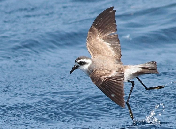 White-faced storm petrel Whitefaced Storm Petrel b off Lanzarote 30th June 2012 Birding