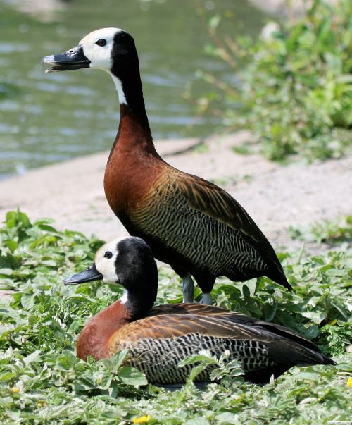 White-faced whistling duck Whitefaced Whistling Duck Wildfowl Photography