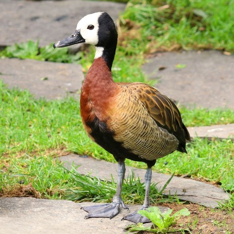 White-faced whistling duck White Faced Whistling Ducks Purely Poultry