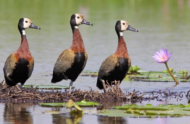 White-faced whistling duck Whitefaced Whistlingduck Dendrocygna viduata videos photos and
