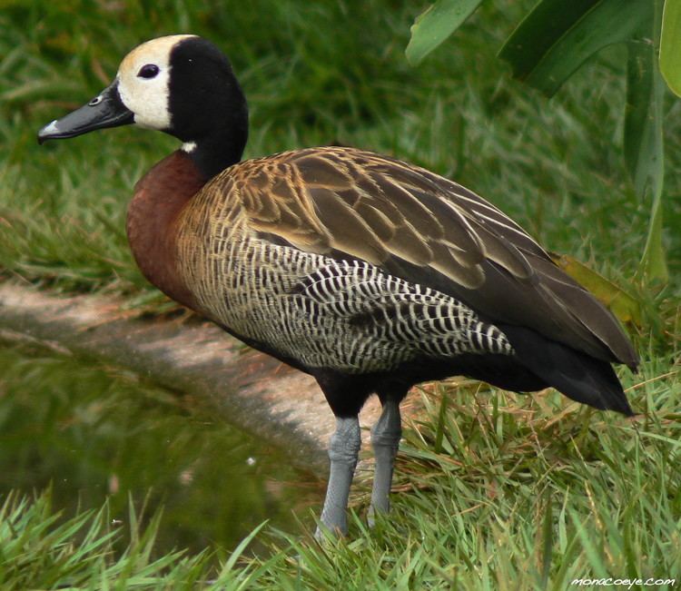 White-faced whistling duck Whitefaced whistling duck