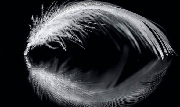 White feather Angel expert says white feathers are a sign from beyond to offer