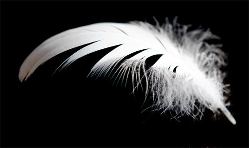 White feather White Feathers in the Hallway Signs of Angels