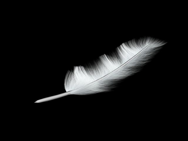 White feather White Feather The Written Word