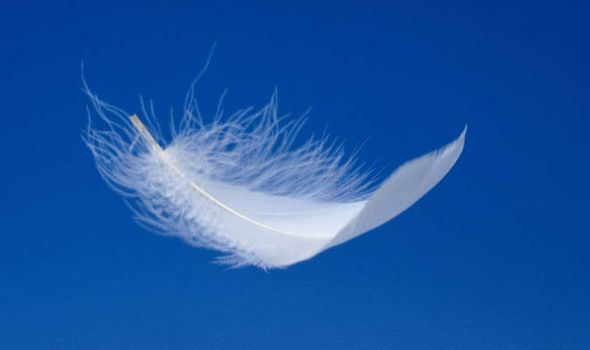 White feather Angel expert says white feathers are a sign from beyond to offer