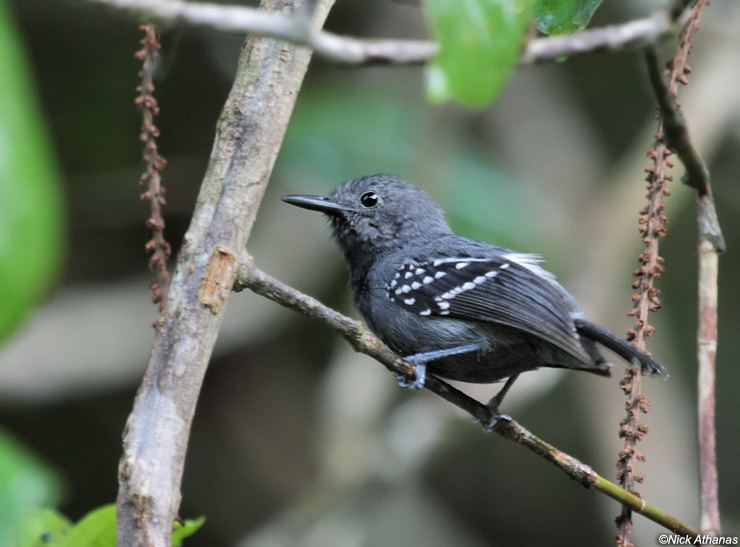 White-flanked antwren antpittacom Photo gallery Antwrens