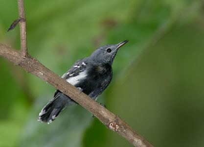 White-flanked antwren Whiteflanked Antwren Myrmotherula axillaris Photo Image