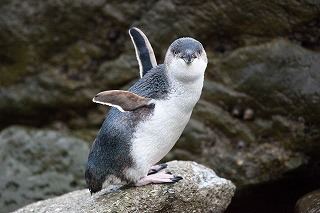 White-flippered penguin School Resources Whiteflippered Penguin