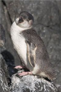 White-flippered penguin httpsuploadwikimediaorgwikipediacommonsee