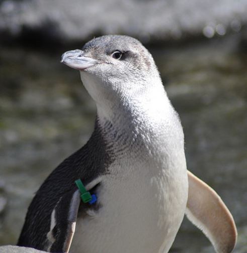 White-flippered penguin New Zealand Farmer Helps Save Rare Penguin from Extinction
