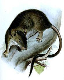 White-footed climbing mouse uploadwikimediaorgwikipediacommonsthumb005