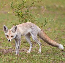 White-footed fox httpsuploadwikimediaorgwikipediacommonsthu
