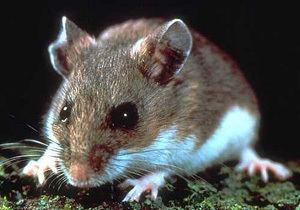 White Footed Mouse Alchetron The Free Social Encyclopedia