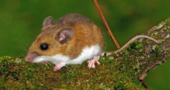 deer mouse can carry hantaviruses