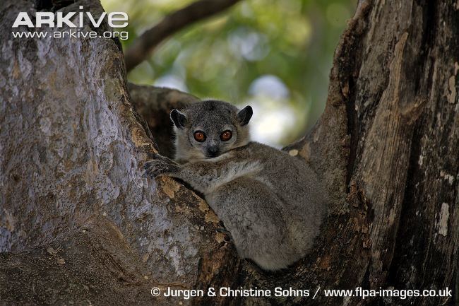 White-footed sportive lemur Whitefooted sportive lemur videos photos and facts Lepilemur