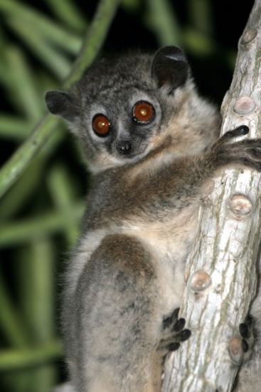 White-footed sportive lemur photographycameraimagescolourlighttexturecompositionwildlife