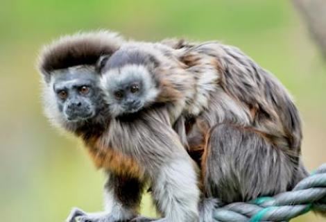 White footed tamarin - Alchetron, The Free Social Encyclopedia