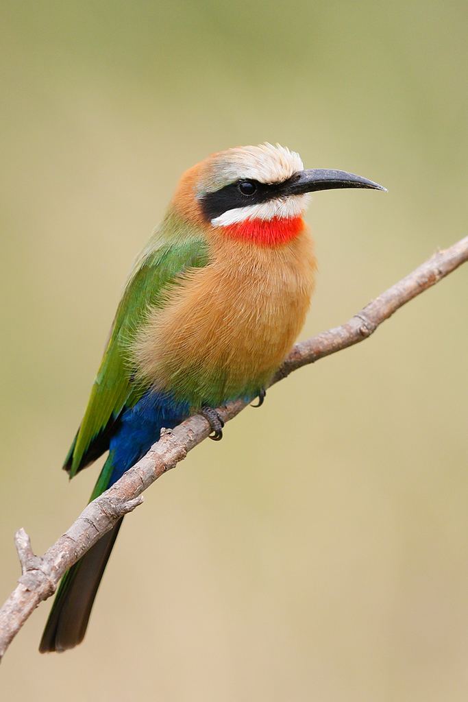 White-fronted bee-eater Whitefronted Beeeater Bird amp Wildlife Photography by Richard and
