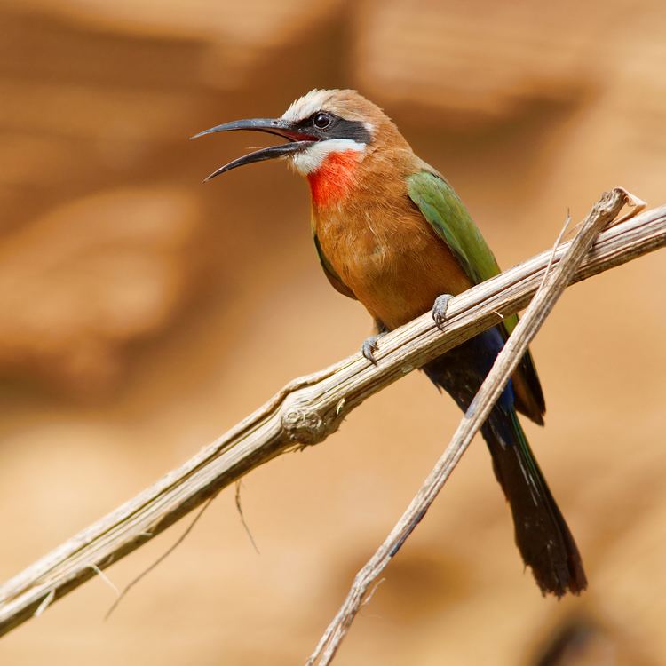 White-fronted bee-eater Whitefronted beeeater Wikipedia