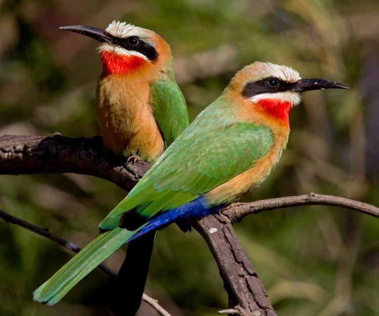 White-fronted bee-eater fronted beeeater