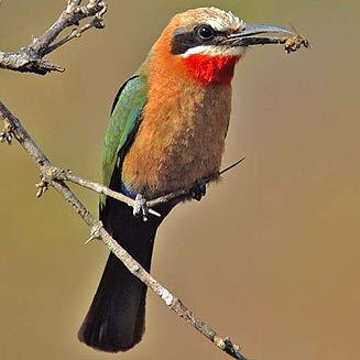 White-fronted bee-eater bullockoides Whitefronted beeeater