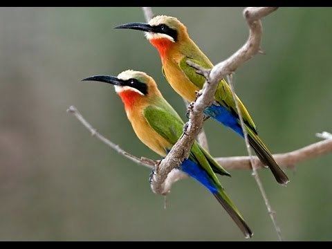 White-fronted bee-eater httpsiytimgcomviF4BfbSdudL8hqdefaultjpg