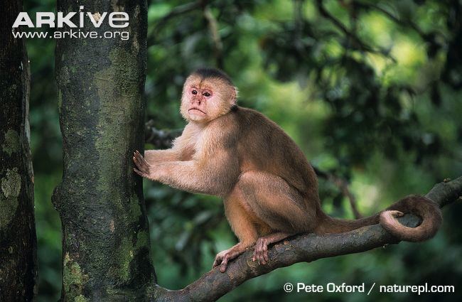 White-fronted capuchin Whitefronted capuchin videos photos and facts Cebus albifrons