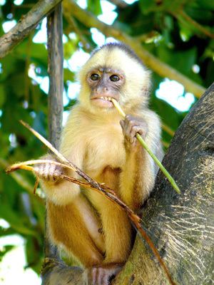 White-fronted capuchin wwwkaieteurnewsonlinecomimages201410Whitefr