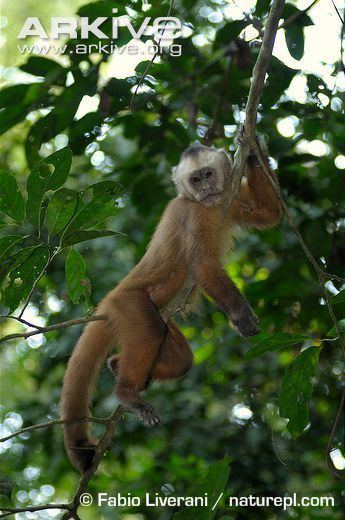 White-fronted capuchin Whitefronted capuchin photo Cebus albifrons G61627 ARKive