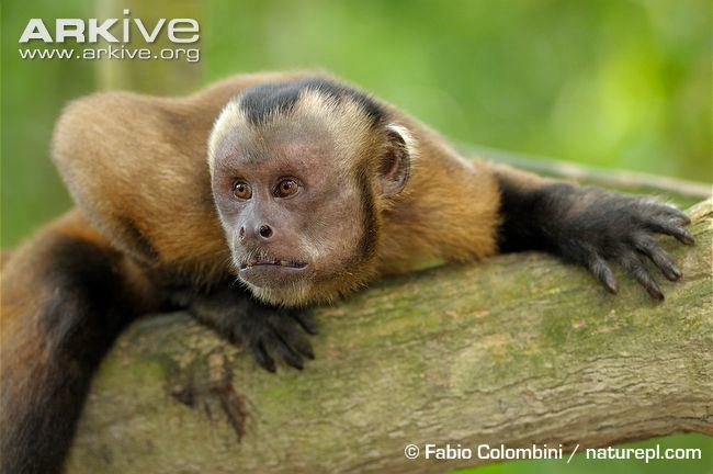 White-fronted capuchin Whitefronted capuchin photo Cebus albifrons G61629 ARKive