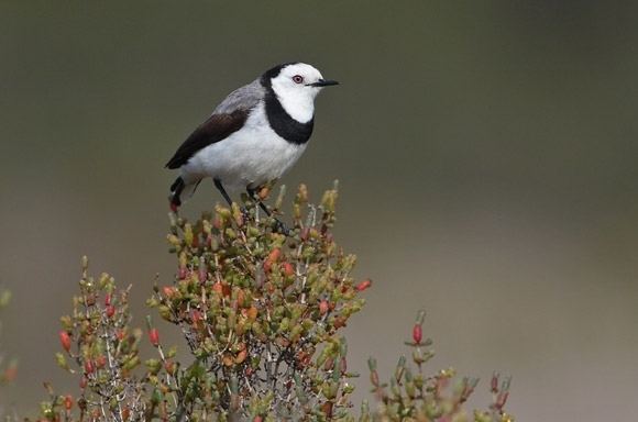White-fronted chat Whitefronted Chat BirdLife Australia