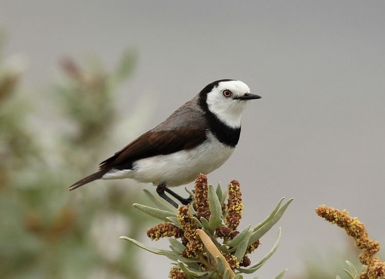 White-fronted chat Bird Gallery