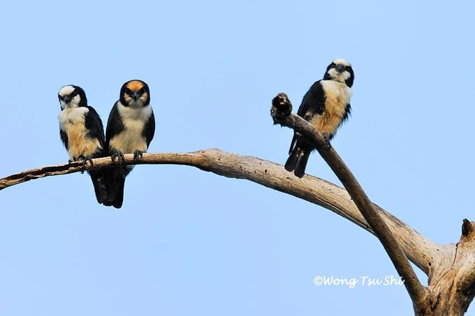 White-fronted falconet fronted falconet