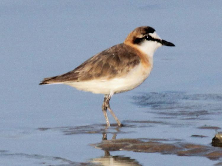 White-fronted plover FileWhitefronted Plover RWD2jpg Wikimedia Commons