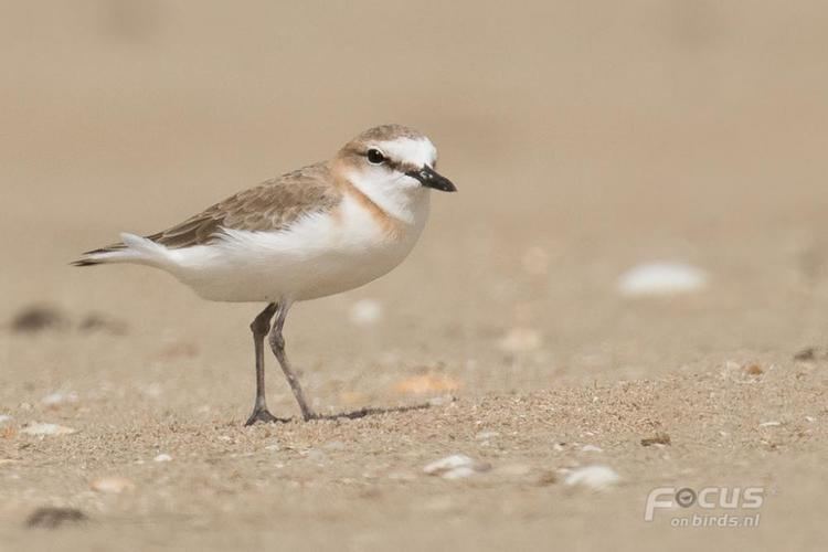 White-fronted plover Whitefronted Plover Charadrius marginatus videos photos and