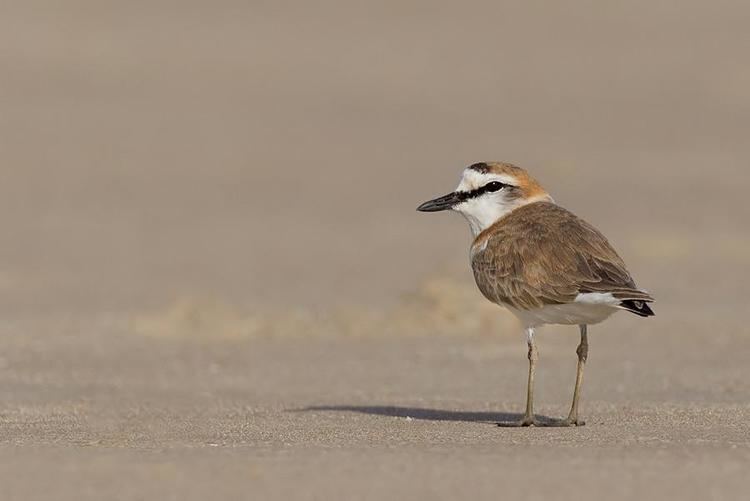 White-fronted plover Whitefronted Plover Charadrius marginatus videos photos and