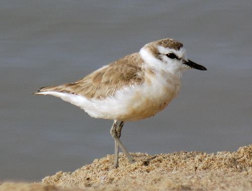 White-fronted plover Mystery Bird Whitefronted Plover Charadrius marginatus Living