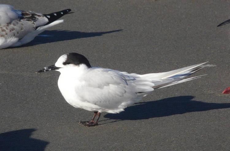 White-fronted tern Whitefronted tern New Zealand Birds Online