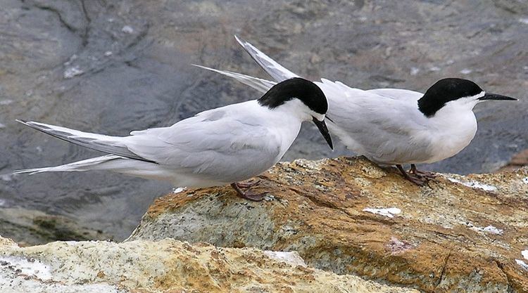 White-fronted tern Whitefronted Tern Birding NZ