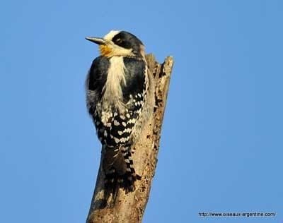 White fronted woodpecker - Alchetron, the free social encyclopedia